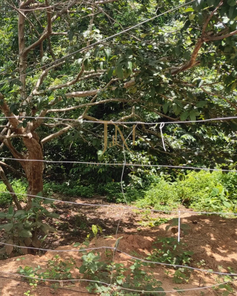 Lote no Maria das Graças, foto 10 de 10