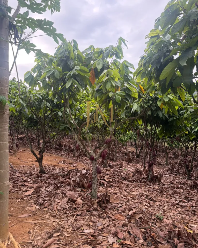 Imóvel Rural na Ponte do Pancas, foto 12 de 14